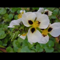 Regnellidium diphyllum (fam Marsileacees) (Am. sud) (Parc de la tete d'or) (4)